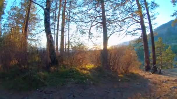 Silueta de un perro corriendo por el bosque en los arbustos al atardecer. Movimiento lento — Vídeo de stock