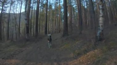 Köpek orman yolu boyunca koşar. Ön görünüm