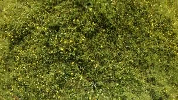 O drone voa para a frente sobre o prado florescente. Flores de verão, ervas. Tiro vertical — Vídeo de Stock