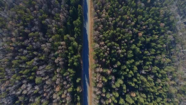 Flygfoto över vägen genom skogen — Stockvideo