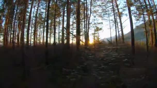 Camina por el bosque al atardecer o al amanecer. La luz del sol atraviesa el bosque — Vídeos de Stock