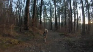 Köpek orman yolu boyunca koşar. Arka plan, yavaş çekim