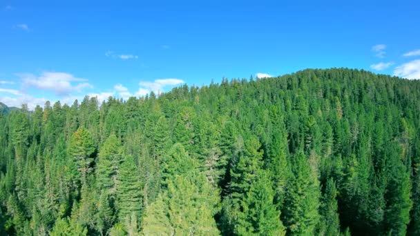 Vista aérea da floresta conífera verde — Vídeo de Stock