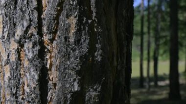 Gözlüklü, başını ağaca yaslamış bir kızın portresi.