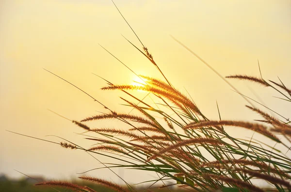 Reed Kanarya çim (Imperata cylindrica) sabah