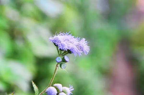 Bahçedeki yabani mor çiçek
