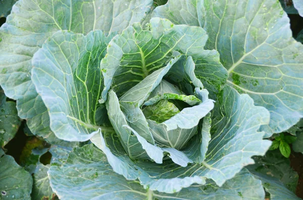 Yukarıdan yeşil lahana 