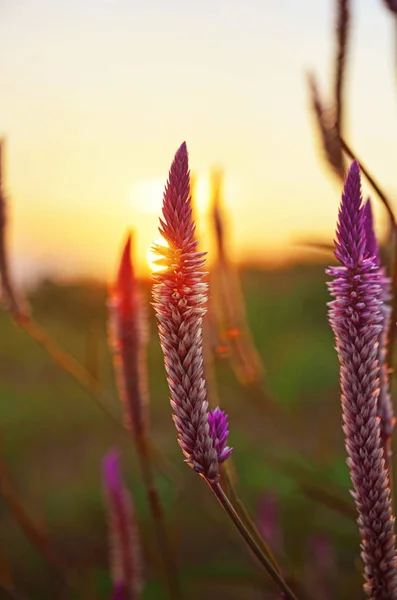 Beyaz ve mor Celosia Argentea var Spicata çiçek tutam sabah