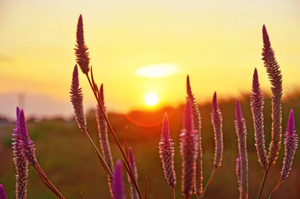 Beyaz ve mor Celosia Argentea var Spicata çiçek tutam sabah