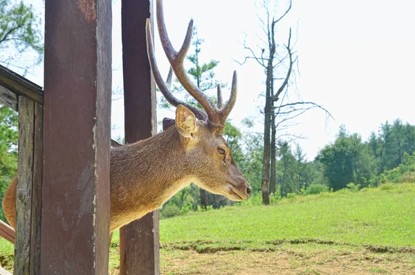 A deer walking down a wooden stairs — Stock Photo, Image