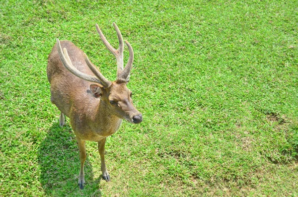 Geyik çimenlerin üzerinde ayakta