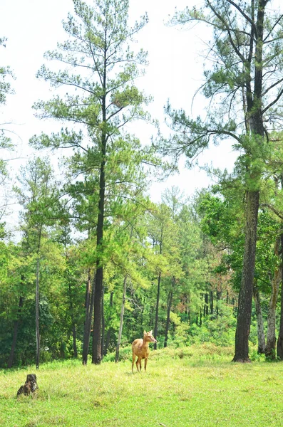 Doe (erkek) geyik ayakta ortasında orman