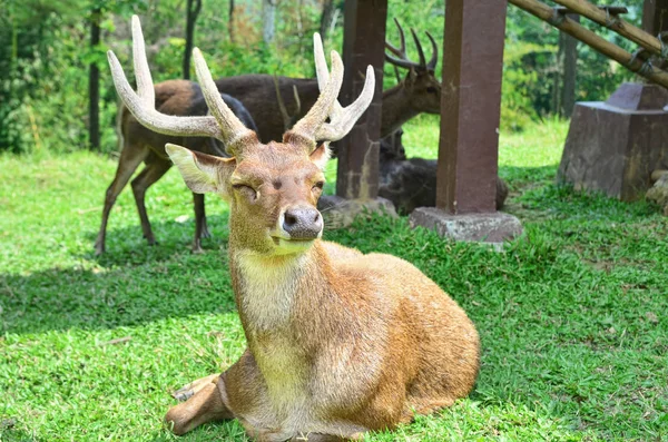 A sitting stag deer — Stock Photo, Image