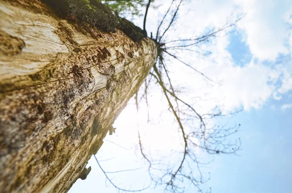 Bir ağaç gövdesi düşük açılı görünümü