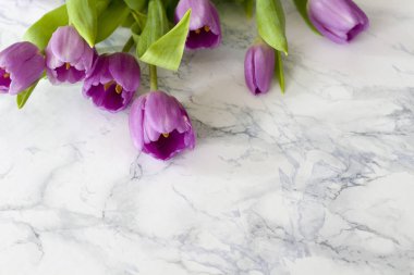 Bahar çiçeği laleler