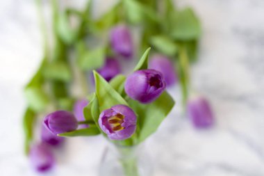 Bahar çiçeği laleler