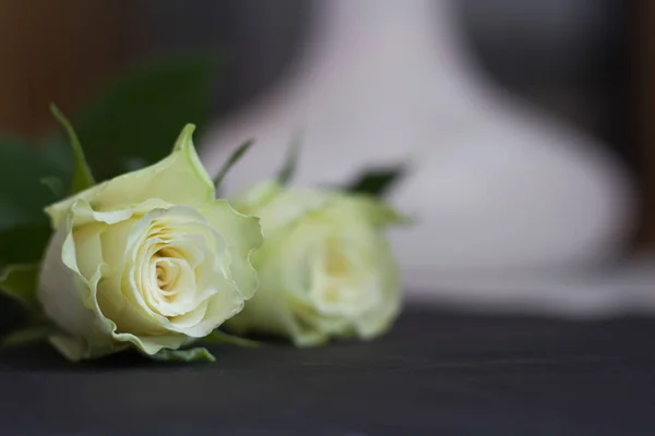 Hermosas rosas blancas —  Fotos de Stock