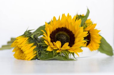 Beyaz arka planda güzel bir ayçiçeği
