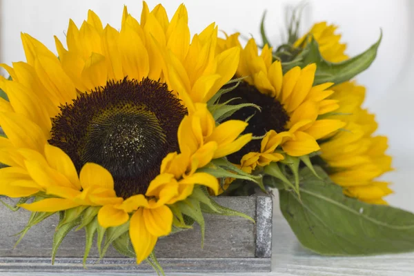 Schöne Sonnenblume auf weißem Hintergrund — Stockfoto