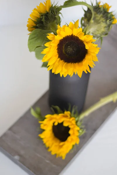 Schöne Sonnenblume auf weißem Hintergrund — Stockfoto