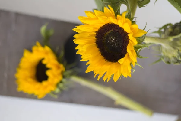 Schöne Sonnenblume auf weißem Hintergrund — Stockfoto