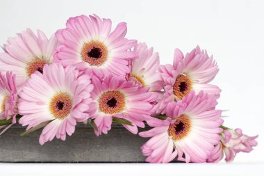 Beyaz arkaplanda pembe çiçekler