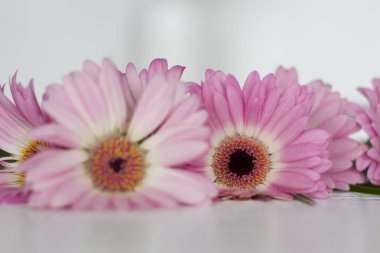 Beyaz arkaplanda pembe çiçekler