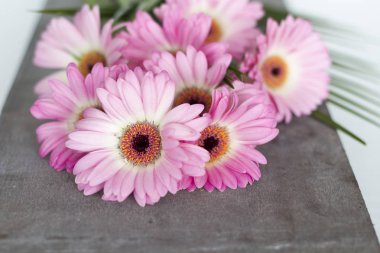 Beyaz arkaplanda pembe çiçekler