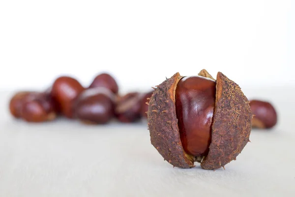 Beyaz arka plan üzerinde taze sonbahar kestane
