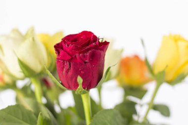 Beyaz bir arka plan üzerinde renkli gül buketi