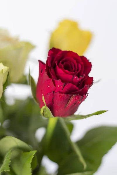 Ramo Rosas Colores Sobre Fondo Blanco —  Fotos de Stock