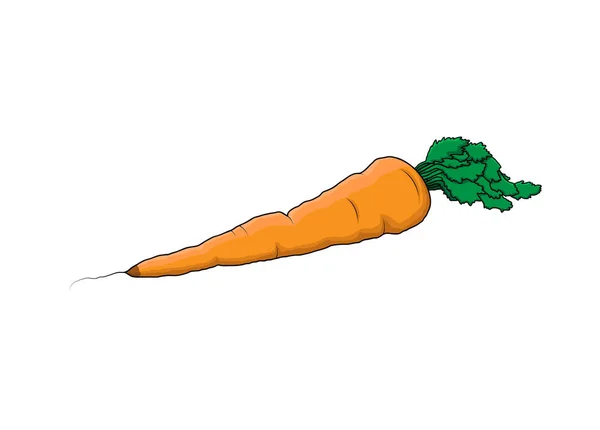 Légumes de ferme aux carottes. Alimentation végétarienne crue saine végétalienne. Illustration vectorielle isolée — Image vectorielle