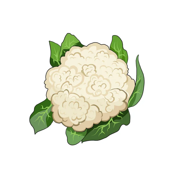 Cauliflower organic farm vegetable. Healthy raw vegetarian vegan food. Isolated vector illustration — Stock Vector