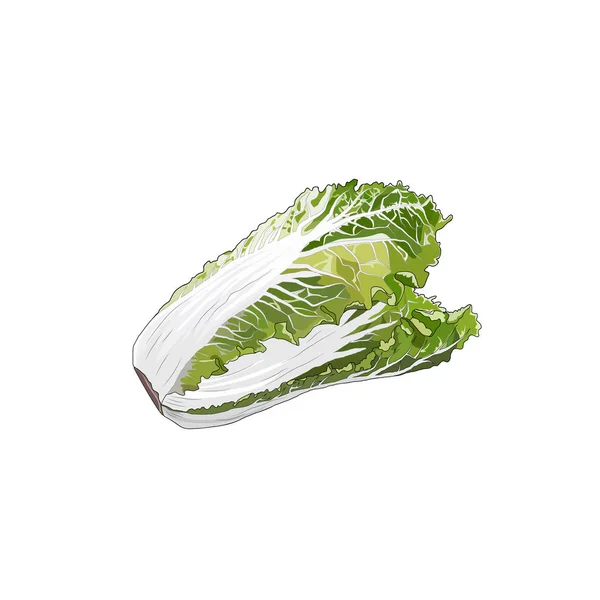 Repolho de salada de Pequim vegetal de fazenda orgânica. Alimentos vegetarianos vegetarianos crus saudáveis. Ilustração vetorial isolada —  Vetores de Stock