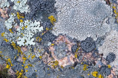 Yosun ve yosun bir taşta yetişir. Makro. Lichen Moss Taşı 'nın arka planı. Odaklanma.