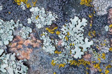 Yosun ve yosun bir taşta yetişir. Makro. Lichen Moss Taşı 'nın arka planı. Odaklanma.