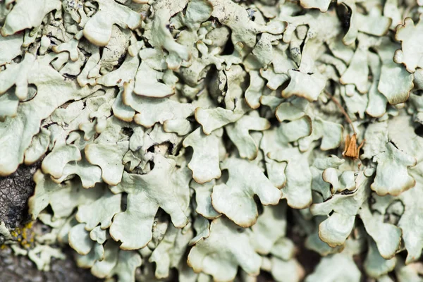 Mossa och lavar växer på en sten. Makro. bakgrund av Lichen Moss sten. Inget fokus. — Stockfoto