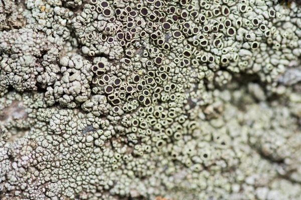 Mossa och lavar växer på en sten. Makro. bakgrund av Lichen Moss sten. Inget fokus. — Stockfoto