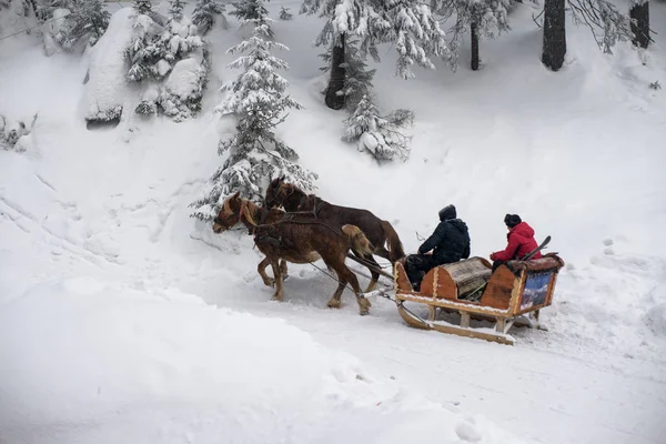 Kilka koni w uprzęży na drodze w lesie w śniegu — Zdjęcie stockowe
