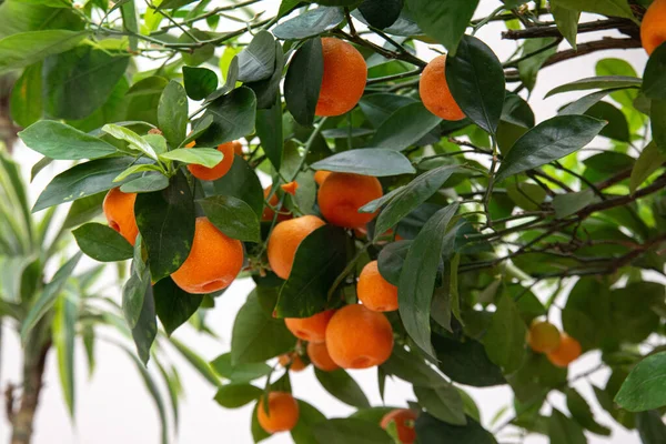Mandarin bahçesindeki bir ağacın üzerinde olgun, sulu, tatlı portakal mandalinası. Seçici odaklanma. Mandarin portakalları