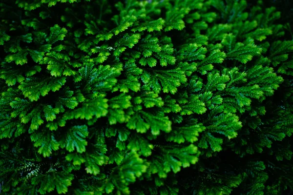 Tropiska Fern buskar. Saftig grön kvist. Lagerfoto. Selektiv inriktning. — Stockfoto