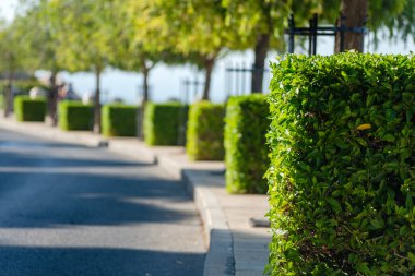 Kenarları güzel kesilmiş küçük ağaçlarla parkta yürümek için yol.