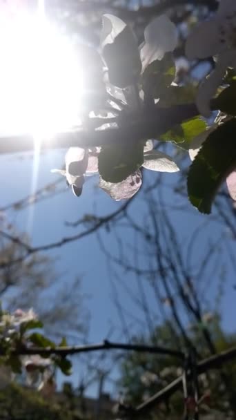 느린 동작을 하는 벌들 은사 과 나무에서 꽃가루를 모으는 일을 한다. 꽃에 수분을 시켜 주는 과일나무는 햇빛 이 잘 드는 날이면 꿀을 막고 푸른 하늘을 배경으로 따뜻 한 날씨에 도 일을 한다. — 비디오