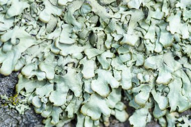 Yosun ve yosun bir taşta yetişir. Makro. Lichen Moss taşının arkaplanı.