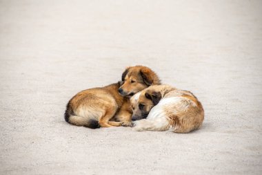 Two red stray dogs lie on the sand and bask in each other. Pet love. The problem of homeless animals clipart