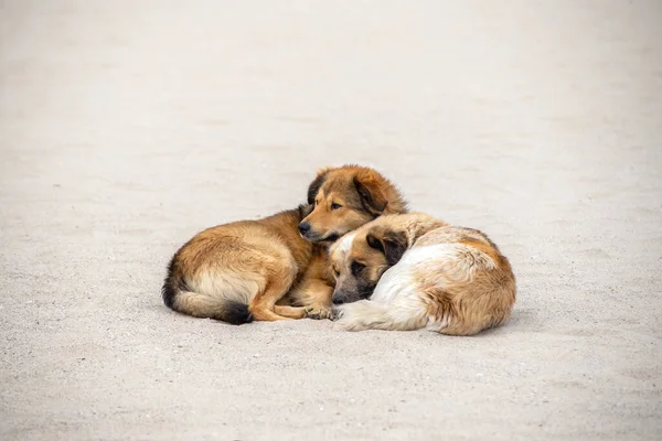 İki kırmızı sokak köpeği kumların üzerinde uzanıyor ve birbirlerinin tadını çıkarıyorlar. Hayvan sevgisi. Evsiz hayvanların sorunu.