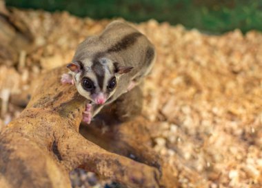 Ağaçta oturan şirin küçük fare lemuru.