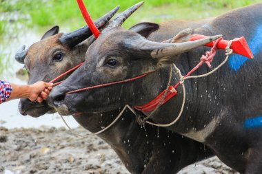  Tay bufalo yarışı