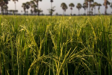 Şeker avuç içi ile yeşil alan veya pirinç çiftlik 