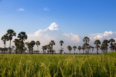 Şeker avuç içi ile yeşil alan veya pirinç çiftlik 